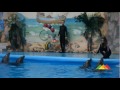 Видео Донецкие дельфины сами начинают вечеринку