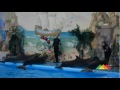 Video Донецкие дельфины сами начинают вечеринку