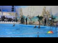 Донецкие дельфины сами начинают вечеринку
