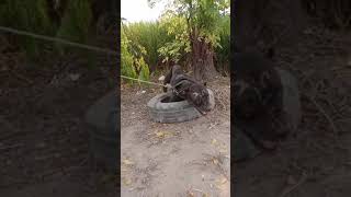 American Pitbull Terrierapbtattack Aggressive Hot Blood Line Latest Video 2021