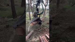 John Deere 1270G H425 Perfect Cuts In The Forest 🌲 #Harvester #Johndeere #Viral #Woodworking #Tree