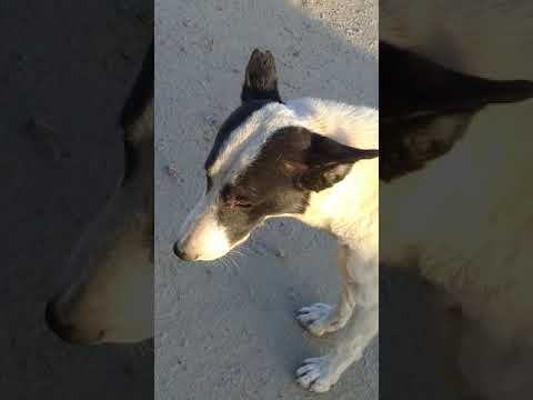 How funny dogs.
