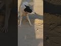 How funny dogs.