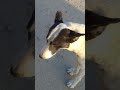 How funny dogs.