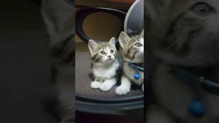 Kedi Videosu, Kedi, Komik Kedi Videosu, Çiko Ve Güneş, Cat, Cats, Küçük Kediler