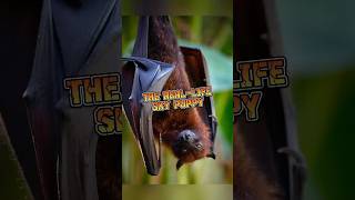 Megabat The Real-Life Sky Puppy
