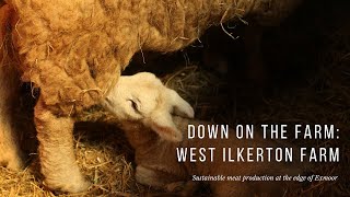 Down on the Farm - West Ilkerton Farm