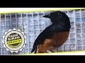 BIRD MARKET : Cara Menjinakkan Murai Batu Hutan Jadi Gacor Ala Denok Canary Bird Shop