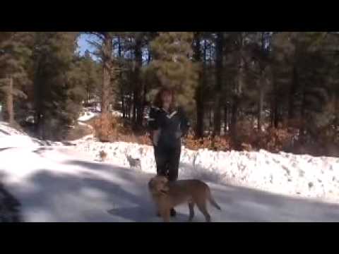 puppy jumping and biting to stay mucus how to stop from jumping and biting leash puppy jumping and biting to stay mucus how to stop from jumping and biting leash