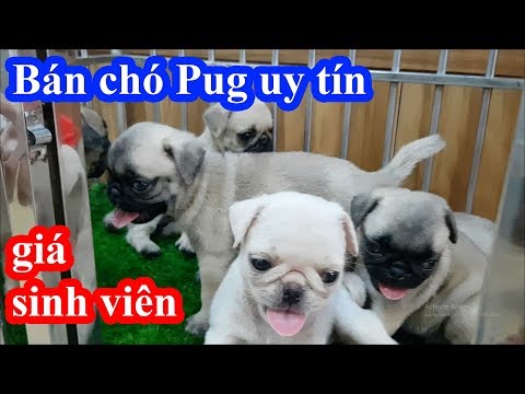 Cận cảnh quy trình để bán một em Pug siêu khỏe mạnh GIÁ HỌC SINH của PUGK PET SHOP