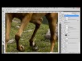 Centaur