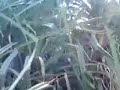 image Kepergok Berbuat Di Semak Semak Lari Tunggang Langgang