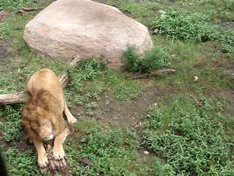 旭山動物園の雄ライオン