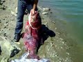 Видео Симферопольское водохранилище.Толстолобик гигант 46кг.Big tolstolobik fishing.Ловля толстолоба.