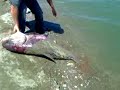 Video Симферопольское водохранилище.Толстолобик гигант 46кг.Big tolstolobik fishing.Ловля толстолоба.