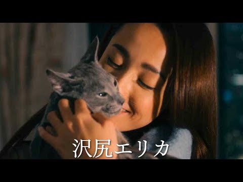 沢尻エリカと戯れる猫にキュン、猫の家族愛にほっこり「猫をハグする日」に見たい動画5選