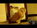 メンフクロウのホーちゃん　エア狩りごっこ