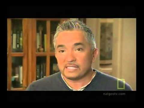 The dog whisperer youtube