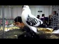 Çayka Güvercin Videoları