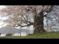 岡山県　醍醐桜 [HD]