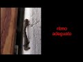 Larva Geometra Campionessa Di Free Climbing images Larva Geometra Campionessa Di Free Climbing