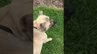 Eli Pitbullvsdoodlevsgerman Shepard Pt3