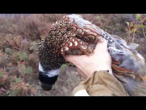 Ловушка для фазана на видео