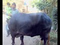 qurbani2