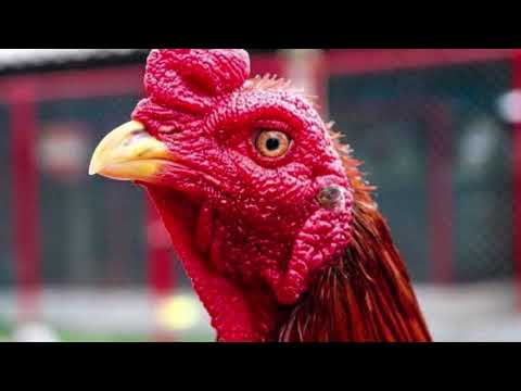 ลักษณะไก่ที่ดีดูได้จากสองสิ่งนี้
