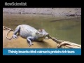 Thirsty insects drink caiman's protein-rich tears