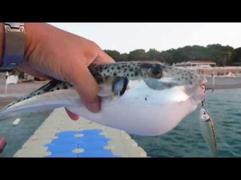 рыбалка турция море берег рыбалка турция море берег