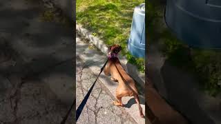Roxi Out For Morning Walk.