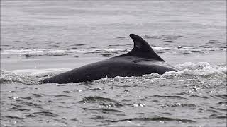 Adopt a dolphin update November 2019