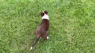 Come Meet Cocoa The Border Collie Mix