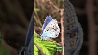 Красивая Бабочка👍🙂☺🙂👍 #Бабочка #Красавица #Чудо #Природа #Зелень #Листик #Лес #Вид #Красота #Мир