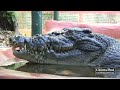 Crocodile