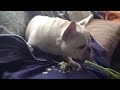 CHESTER COPPERPOT THE FRENCH BULLDOG - CELERY IS DELICIOUS!