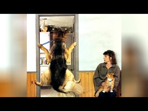 PETS vs VETS; who will win? - You'll LAUGH more than you should!