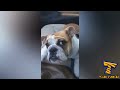 PETS vs VETS; who will win? - You'll LAUGH more than you should!