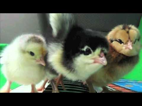 Parry Gripp - Chicken Tender