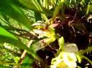 Maxillaria Cultivation | RM. Maxillaria Cultivation | RM.