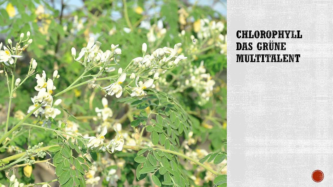 Der Moringafilm - Vital-Moringa 2015-05-03 06:05 Der Moringafilm - Vital-Moringa 2015-05-03 06:05