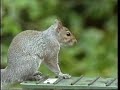 Smart Squirrel- اذكى سنجاب فى العالم مذهل.