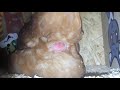 देशी मुर्गी अंडा देते हुए || Egg laying || Beautiful hen || Creative process || Backyard Poultry