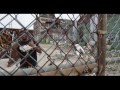 Video Neef Buck-Boiling Water (Official Video)