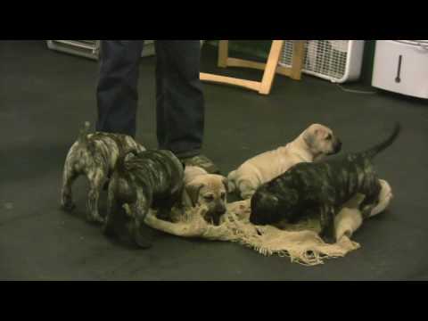 Red Star Presa Canario puppies