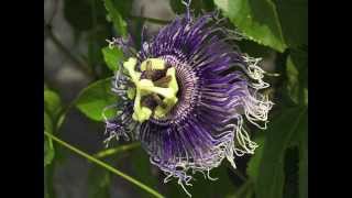 Watch IndiaArie Beautiful Flower video
