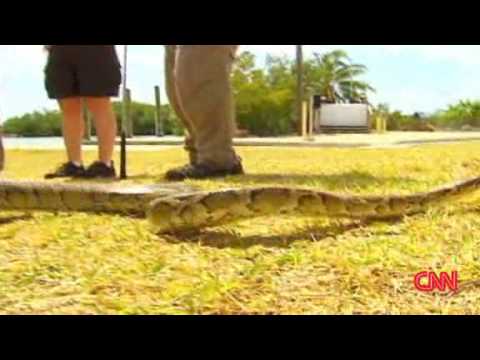 Python found in Florida: Titanoboa-like snake found, 150 pound Burmese