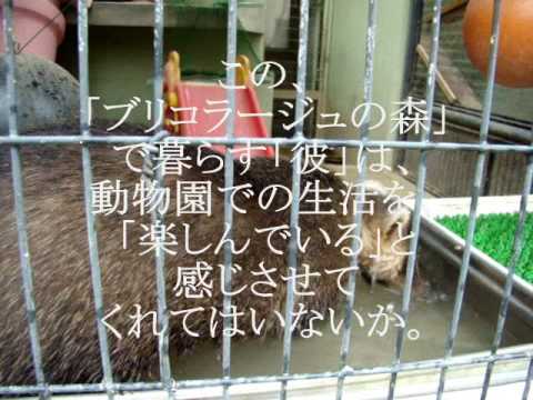 Zoo Bricolage 京都市動物園の小獣舎を見る