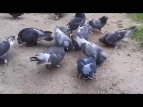 Kurdish pigeon ambari Kotri 3ambari la Lay karwan hawlery la...
